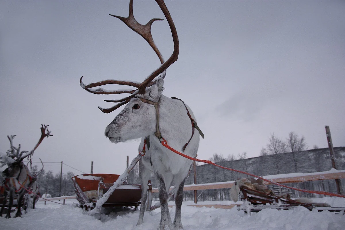 Reno blanco en Laponia, Finlandia