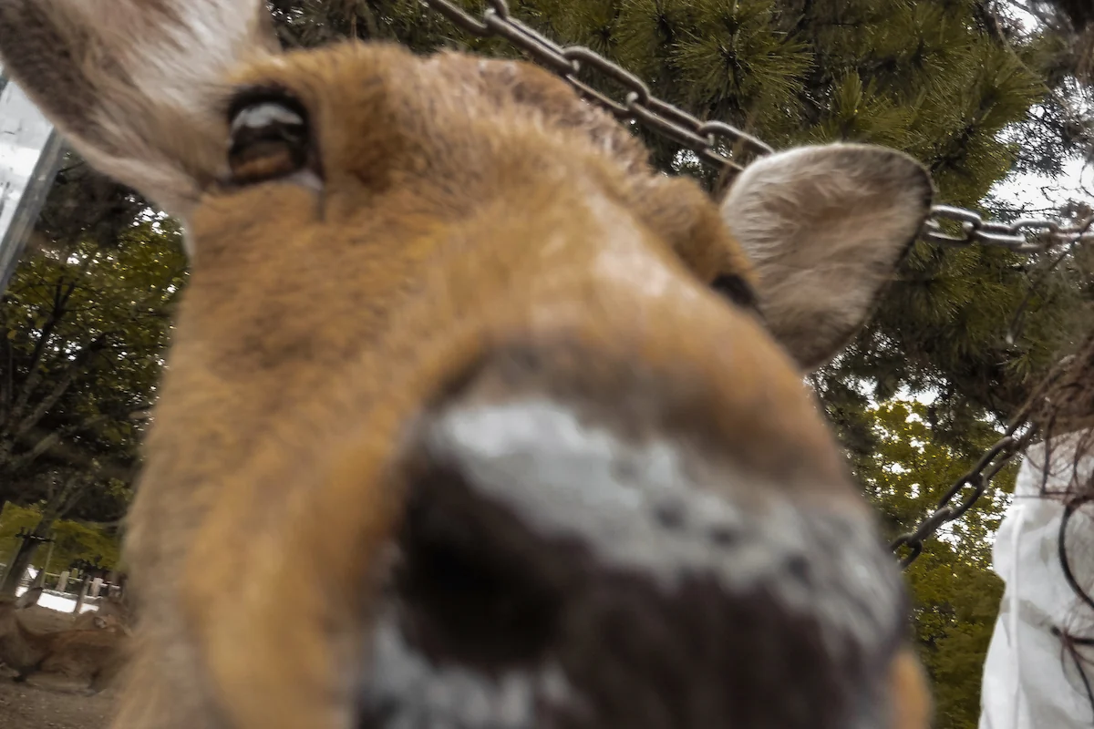 Selfie de un ciervo Sika en el parque de Nara, en Japón