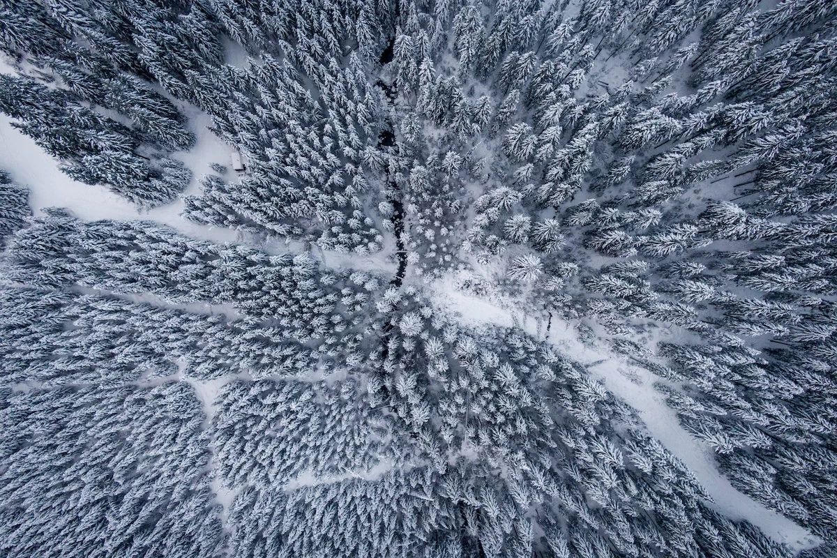 Bosque de Laponia, Finlandia