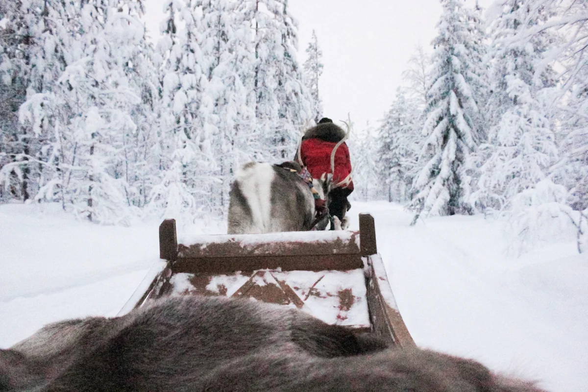Paseo en trineo de renos en la Laponia Finlandesa, Santa Claus Village