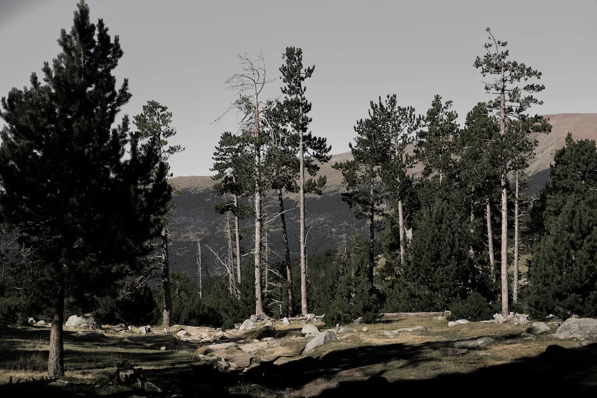 Bosque de pino negro en La Cerdanya,